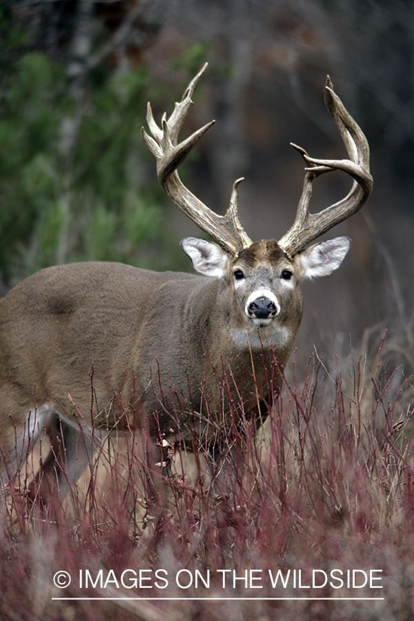 Whitetail buck in habitat.