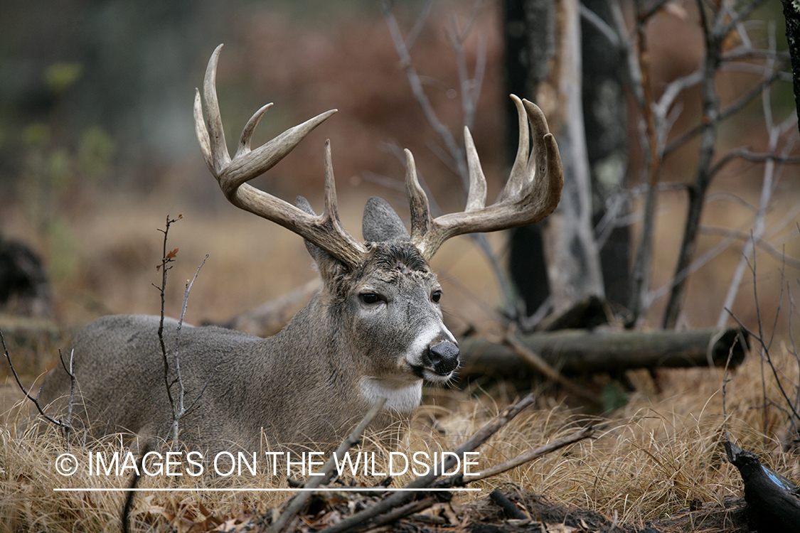 Whitetail buck in habitat.