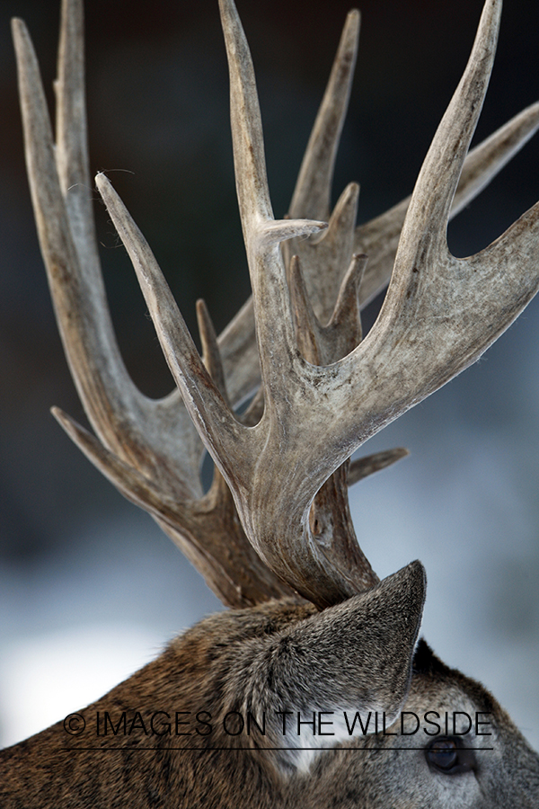 White-tailed buck in habitat.