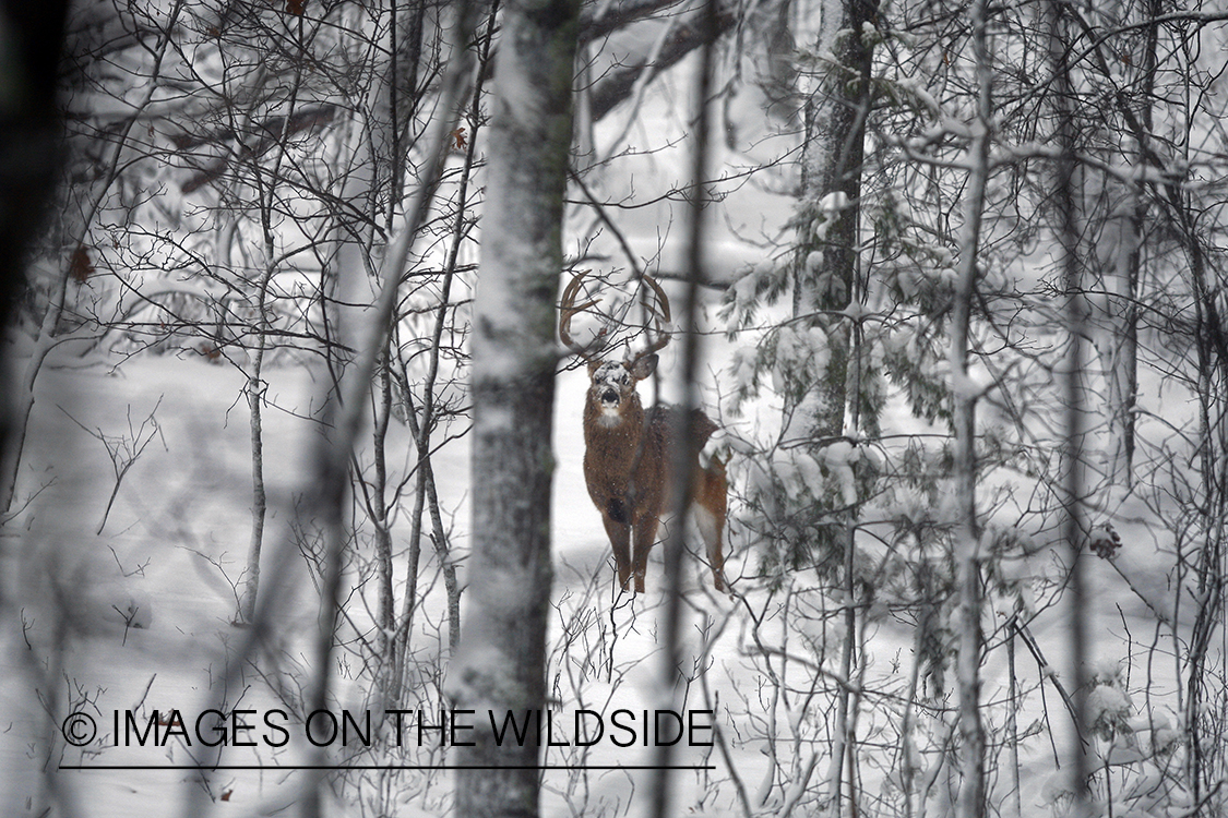 White-tailed buck in habitat.