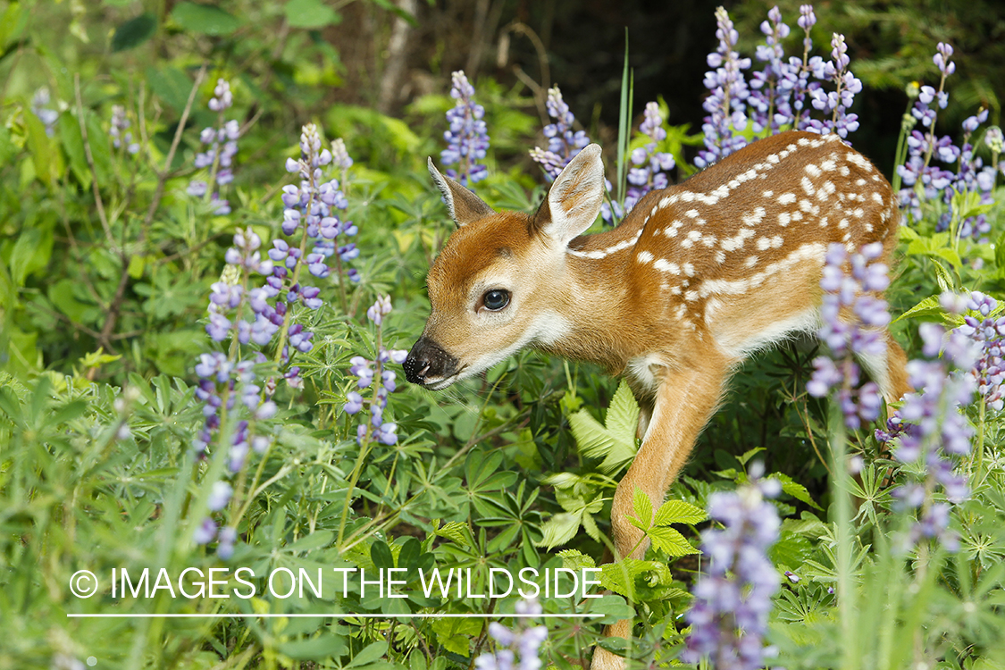 White-tailed Deer Fawns