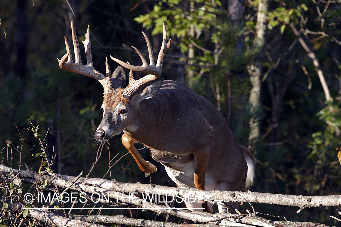 White-tailed buck in habitat