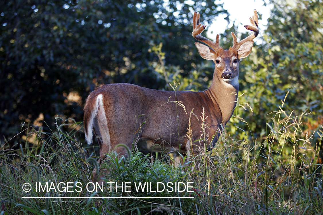 White-tailed buck in velvet 