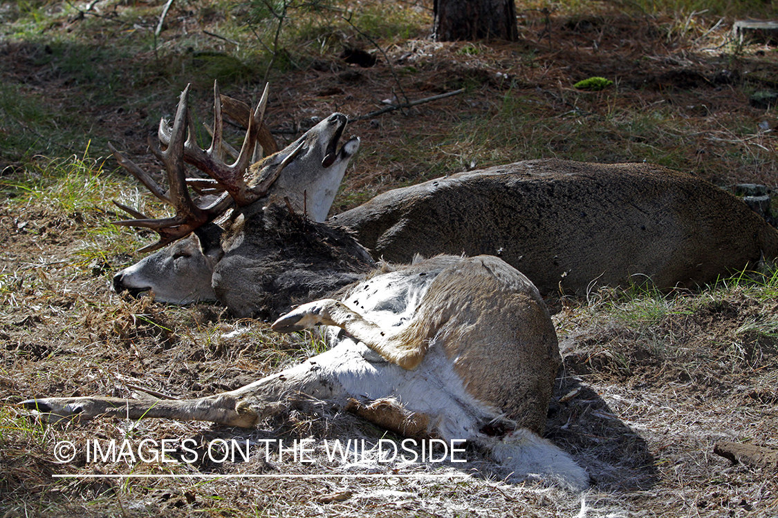 White-tailed bucks killed while fighting. *