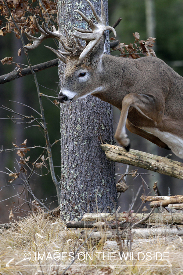 White-tailed buck in habitat. *