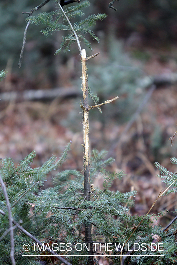 White-tailed deer rub. 