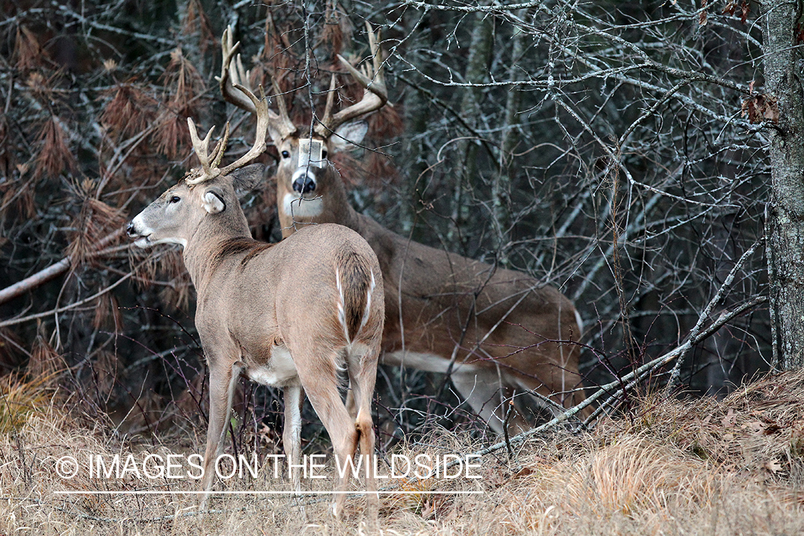 White-tailed bucks in habitat. 