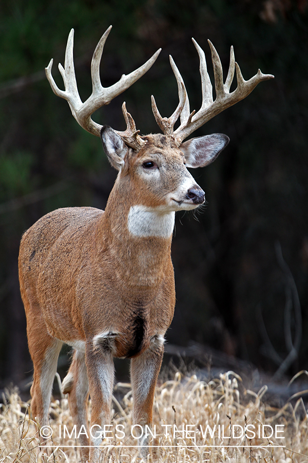 White-tailed buck in habitat. *