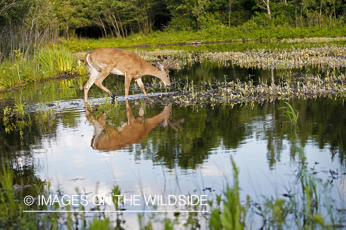 White-tailed buck in summer habitat *