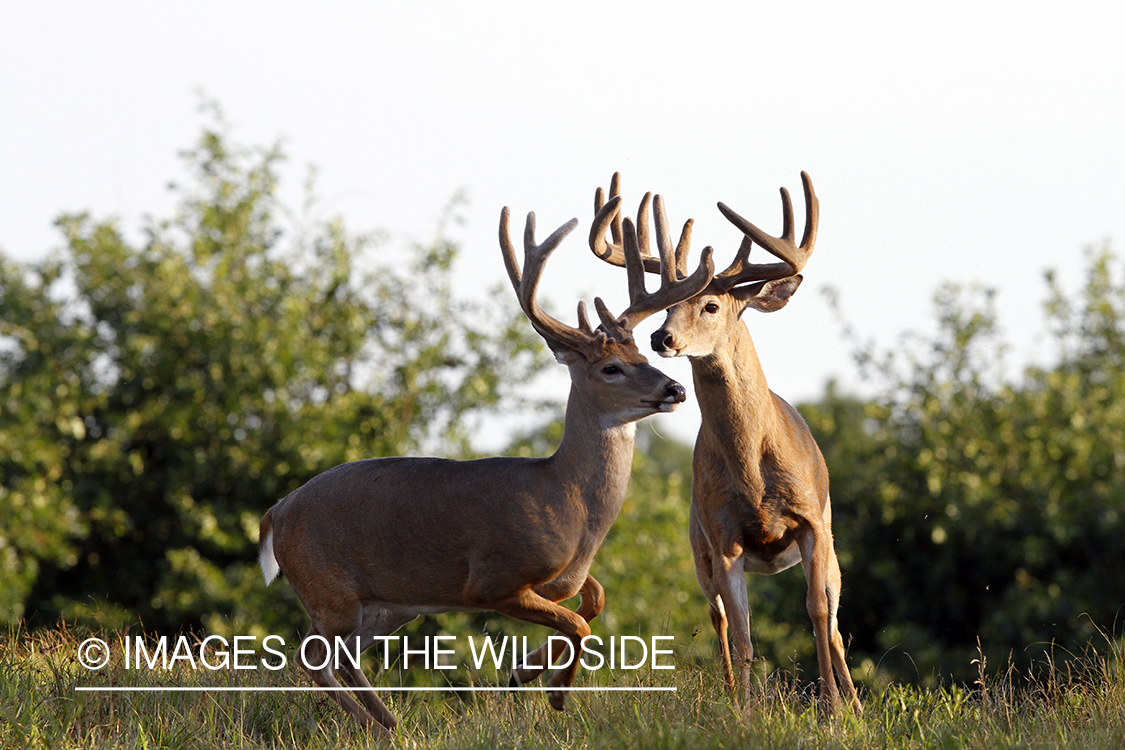 White-tailed bucks fighting. 