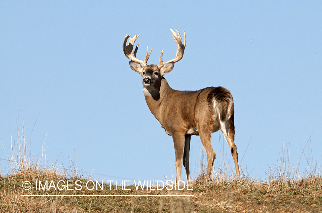 White-tailed buck in habitat. 