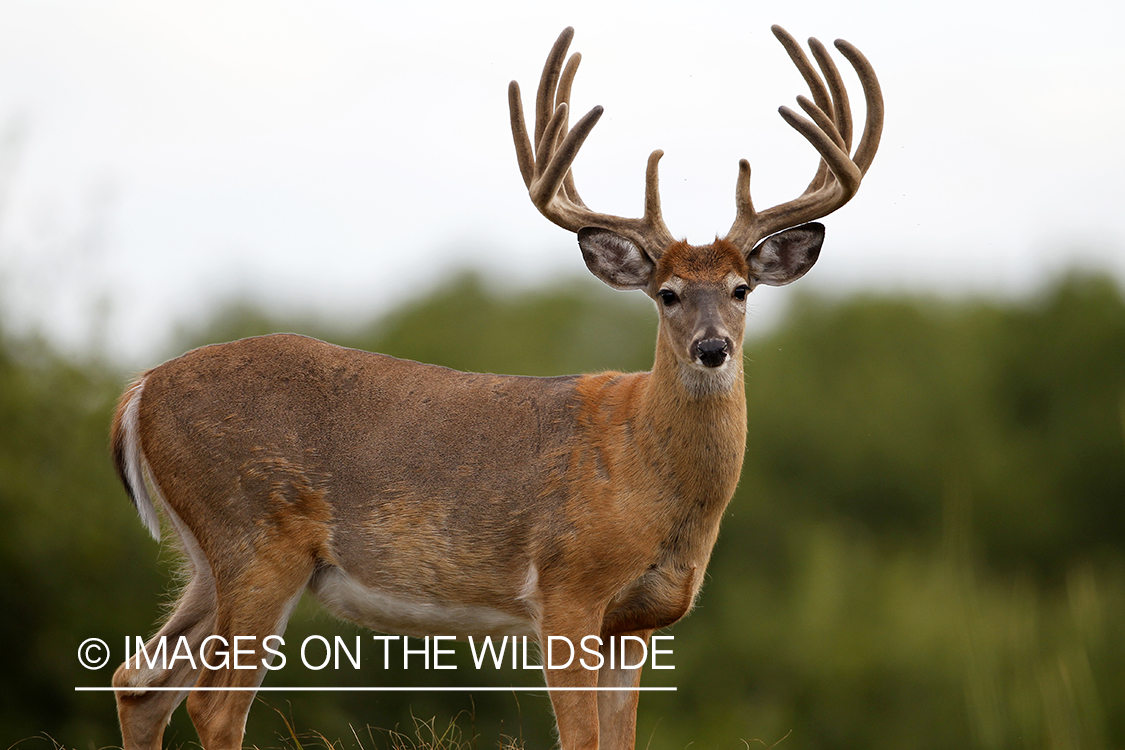 White-tailed buck in velvet.  