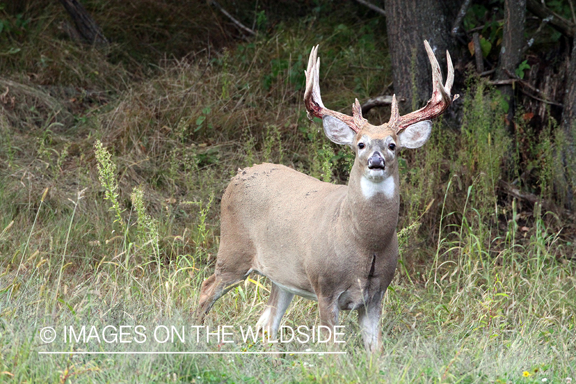 White-tailed buck shedding velvet.  