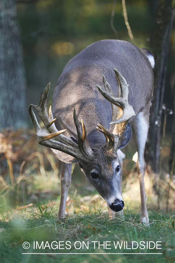 White-tailed buck in habitat. 