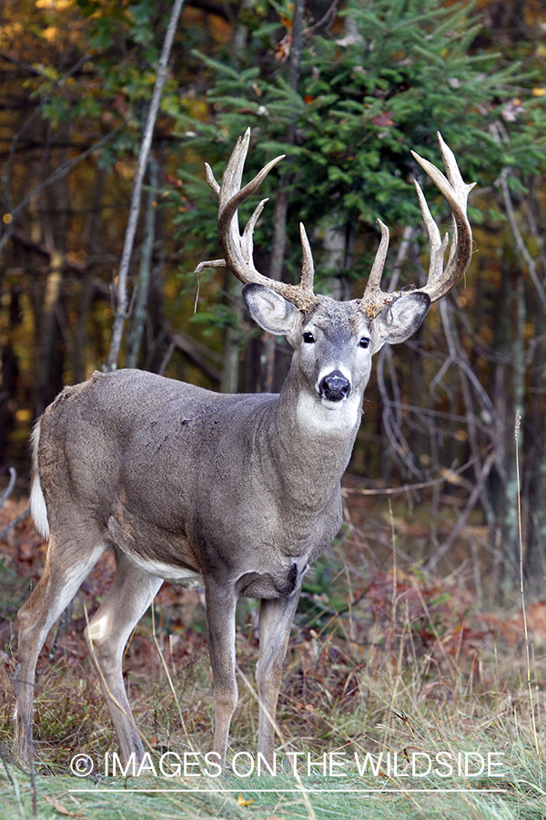 White-tailed buck in habitat. 