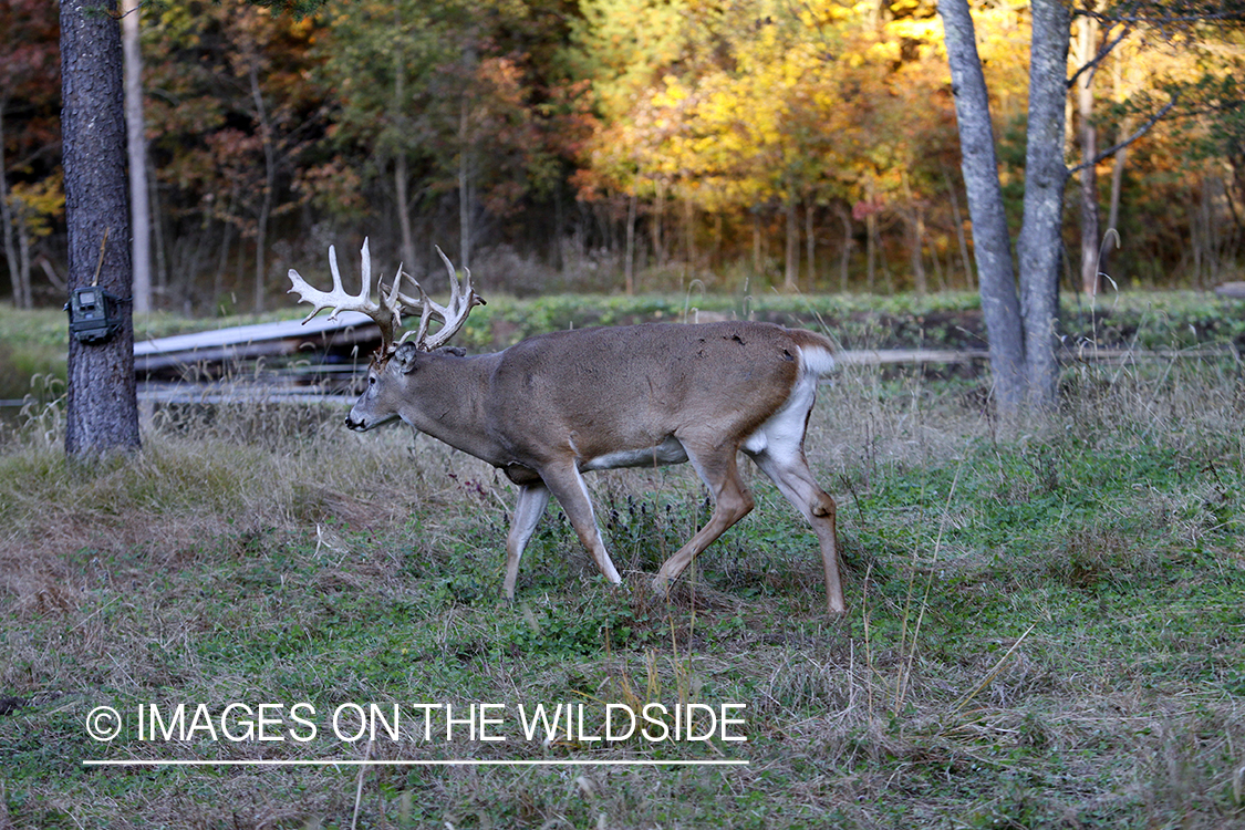 White-tailed buck in front of trail cam. 