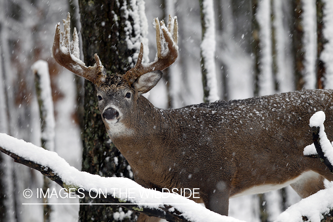 White-tailed buck in winter. 