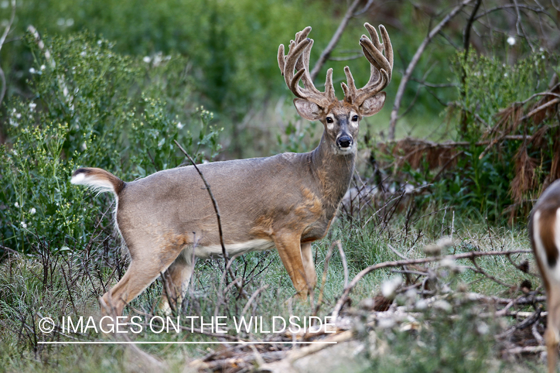 White-tailed buck in habitat.