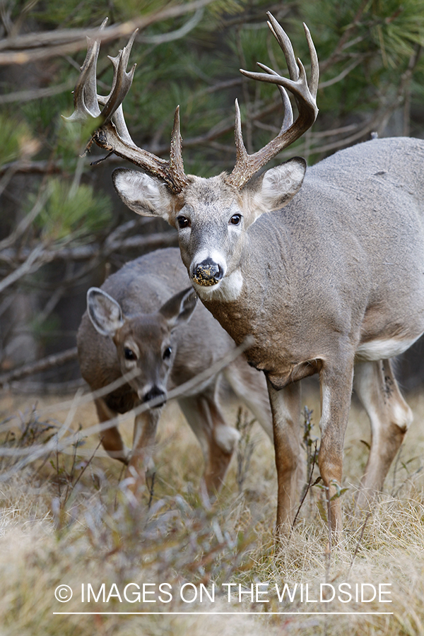 White-tailed deer in habitat.