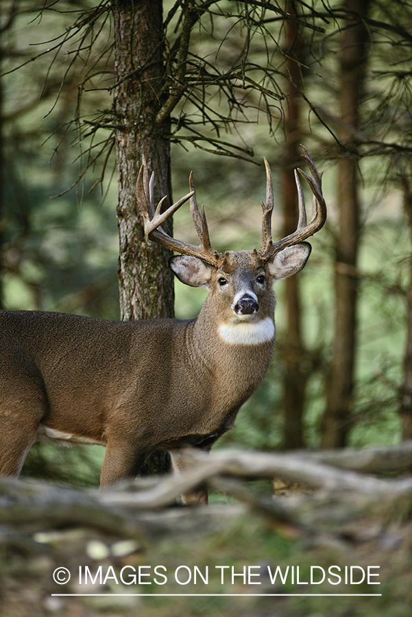 White-tailed buck in habitat.