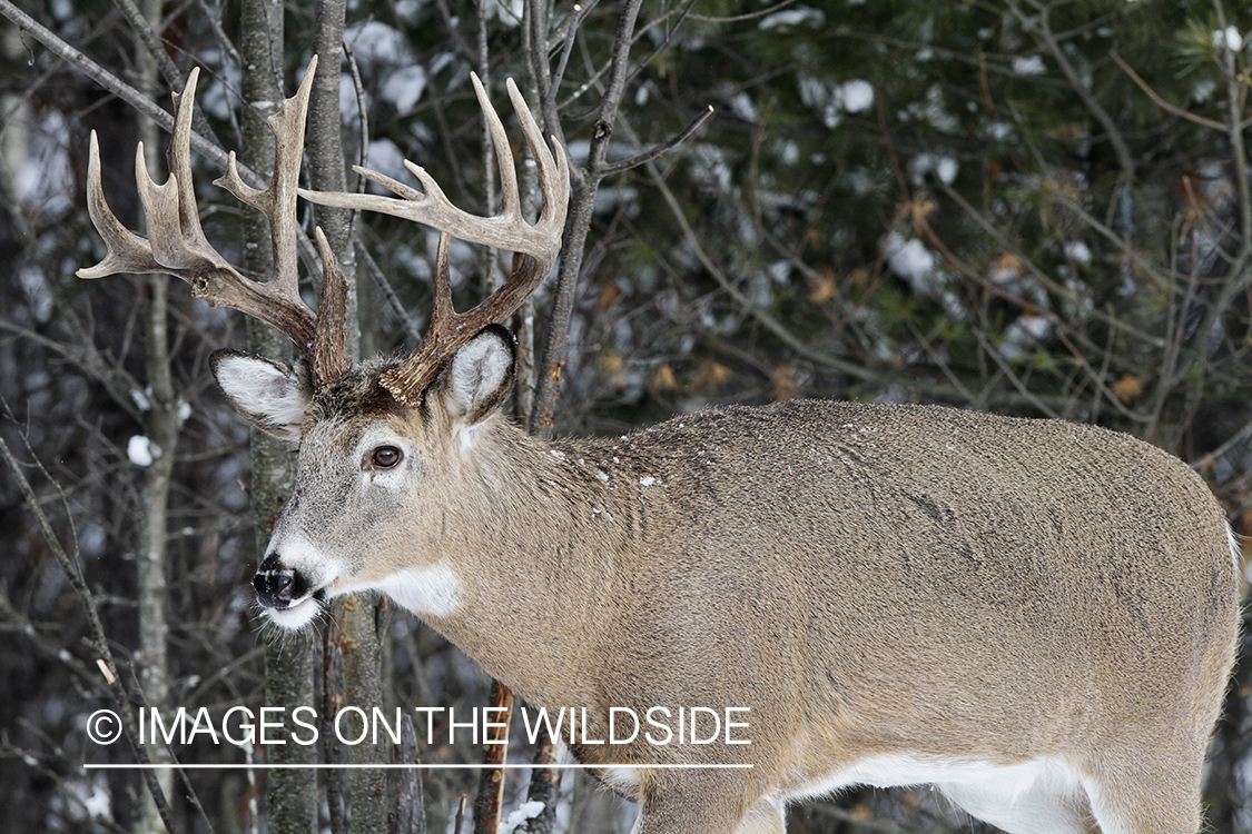 White-tailed buck in winter habitat.