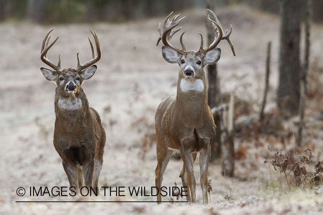 White-tailed bucks in habitat.