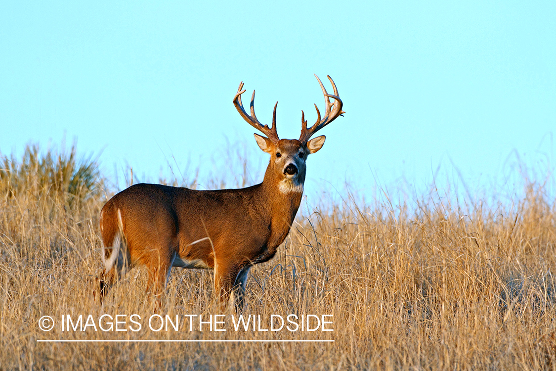 White-tailed buck in habitat.