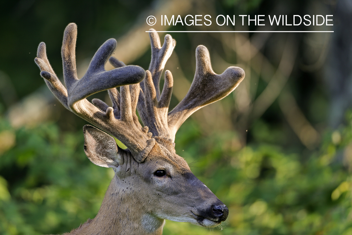 White-tailed buck in velvet.