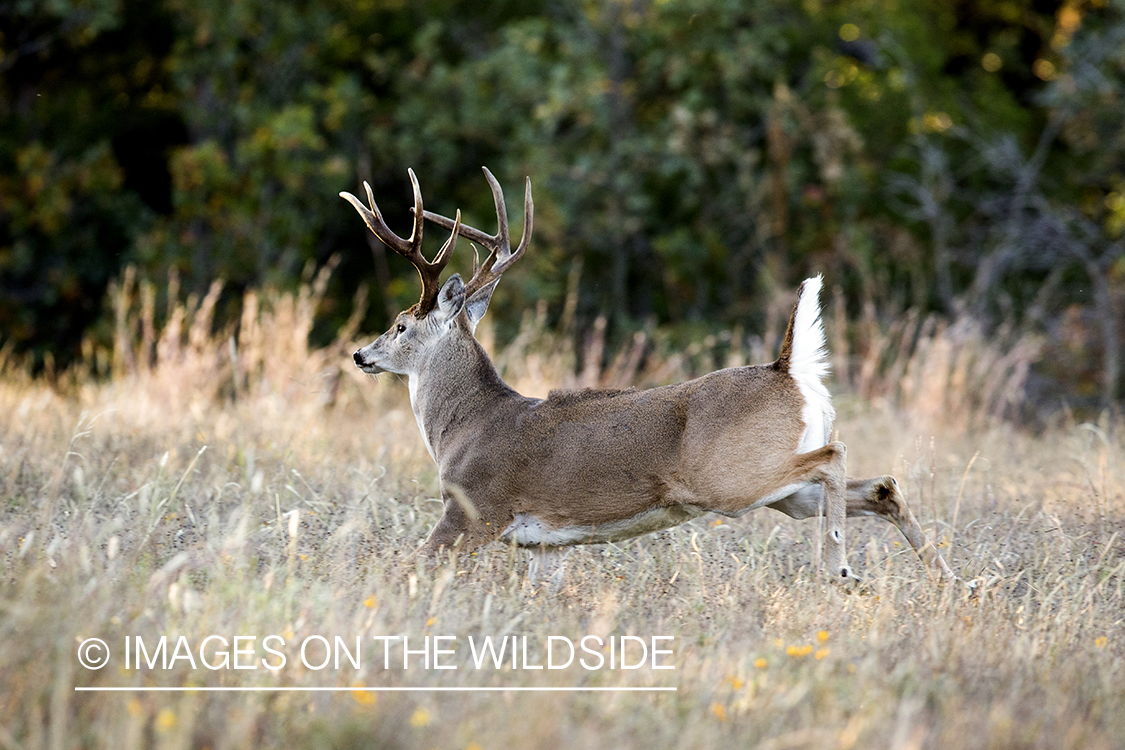 White-tailed buck fleeing in habitat.