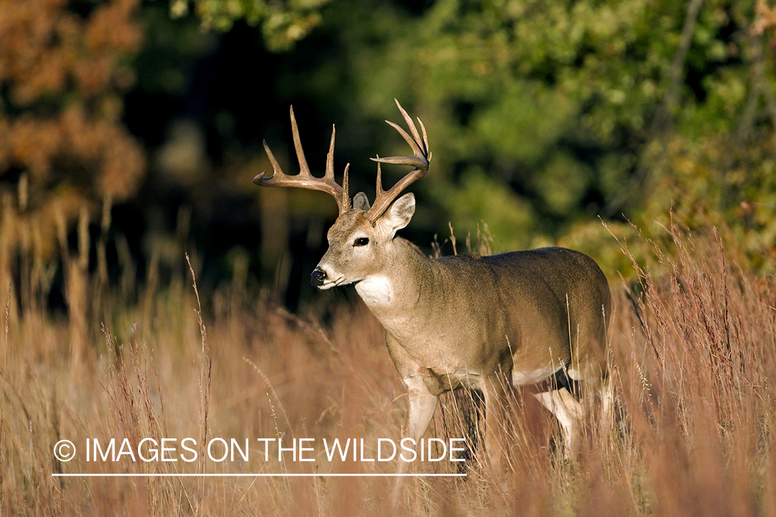 White-tailed buck in habitat.