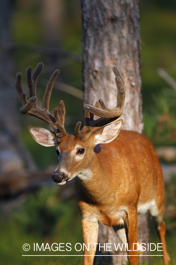 White-tailed buck in velvet.