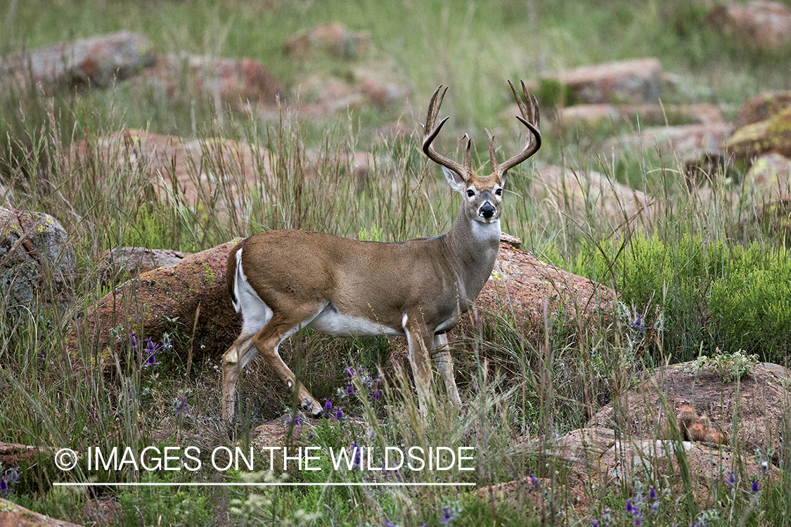 White-tailed buck in habitat. 