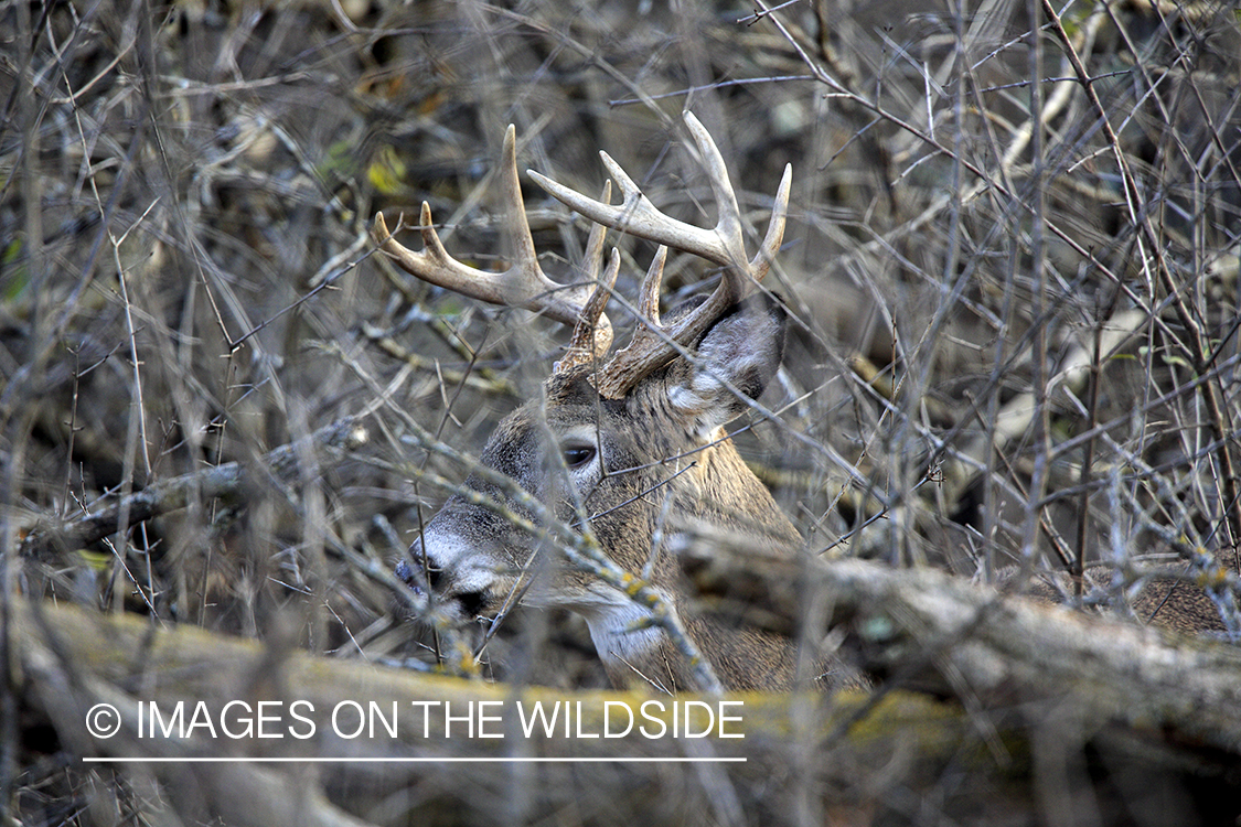 White-tailed buck bedded down.