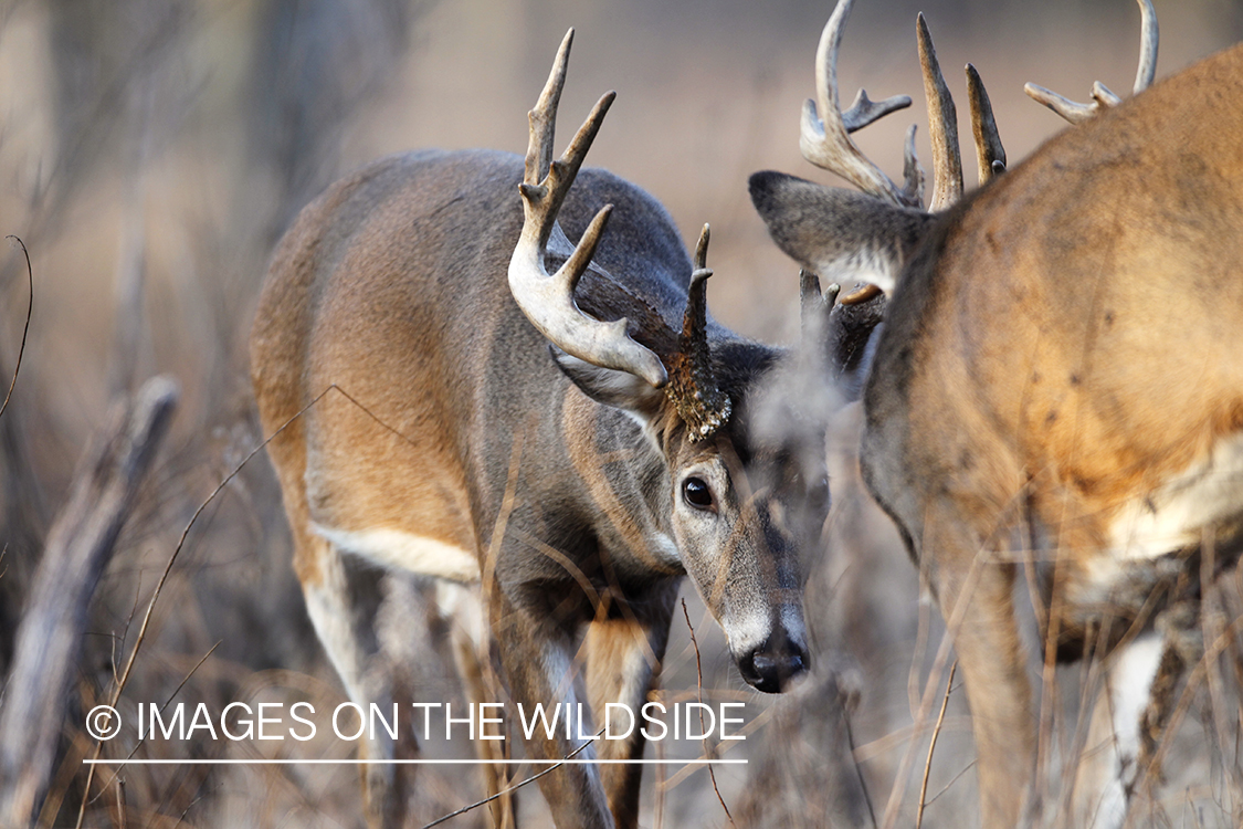 White-tailed bucks competing during the rut. 
