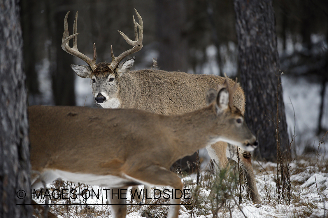 White-tailed buck approaching doe in the rut.