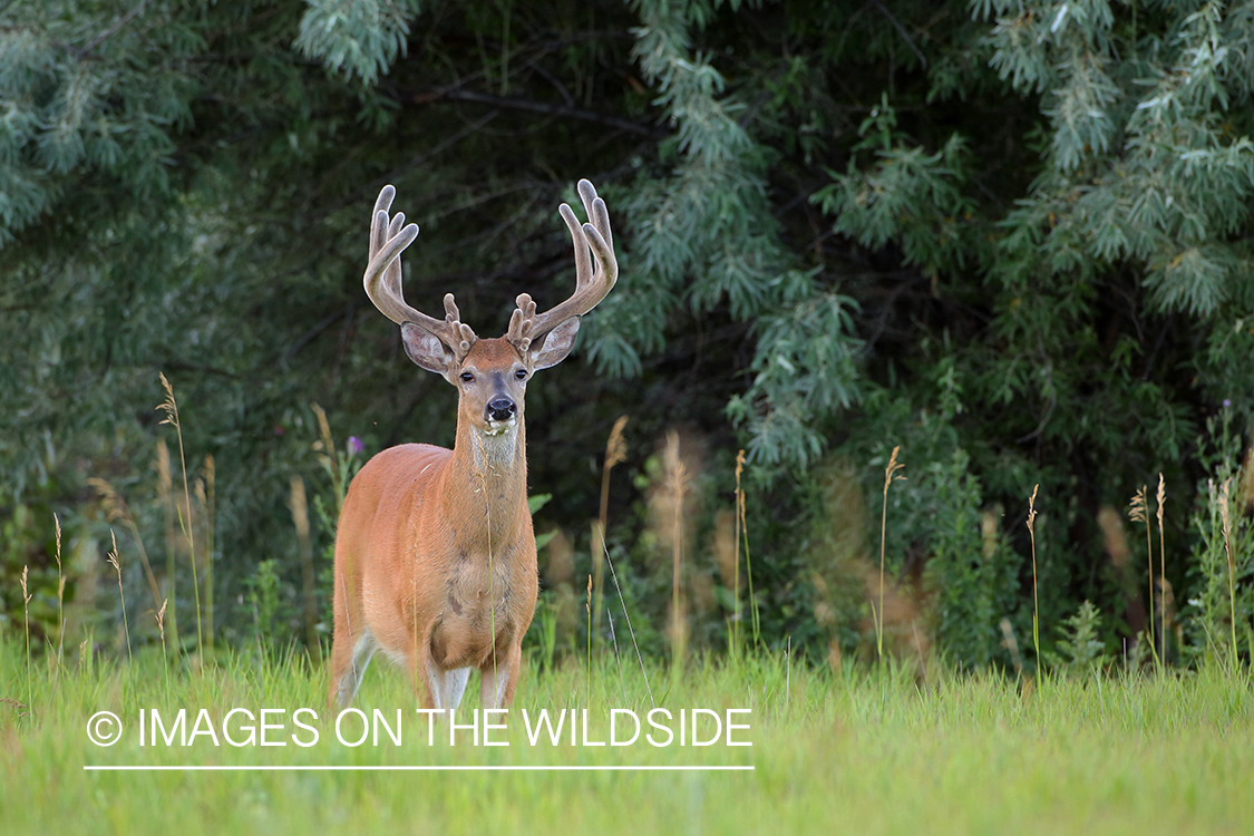 White-tailed Buck in Velvet.