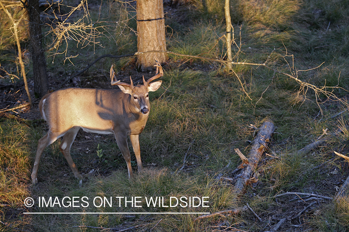 White-tailed buck photographed from tree stand.