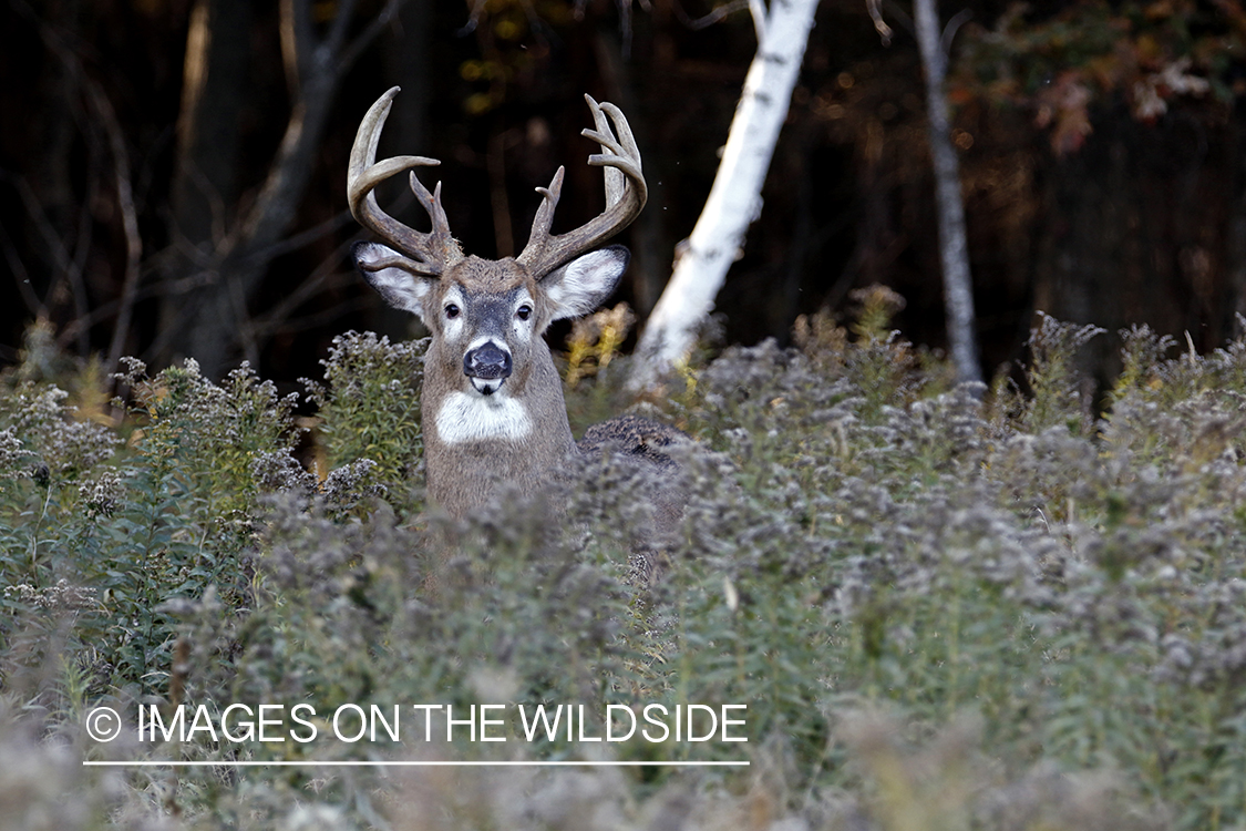 White-tailed buck in the Rut in habitat.