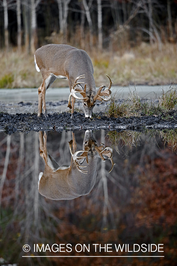 White-tailed buck with reflection in water.