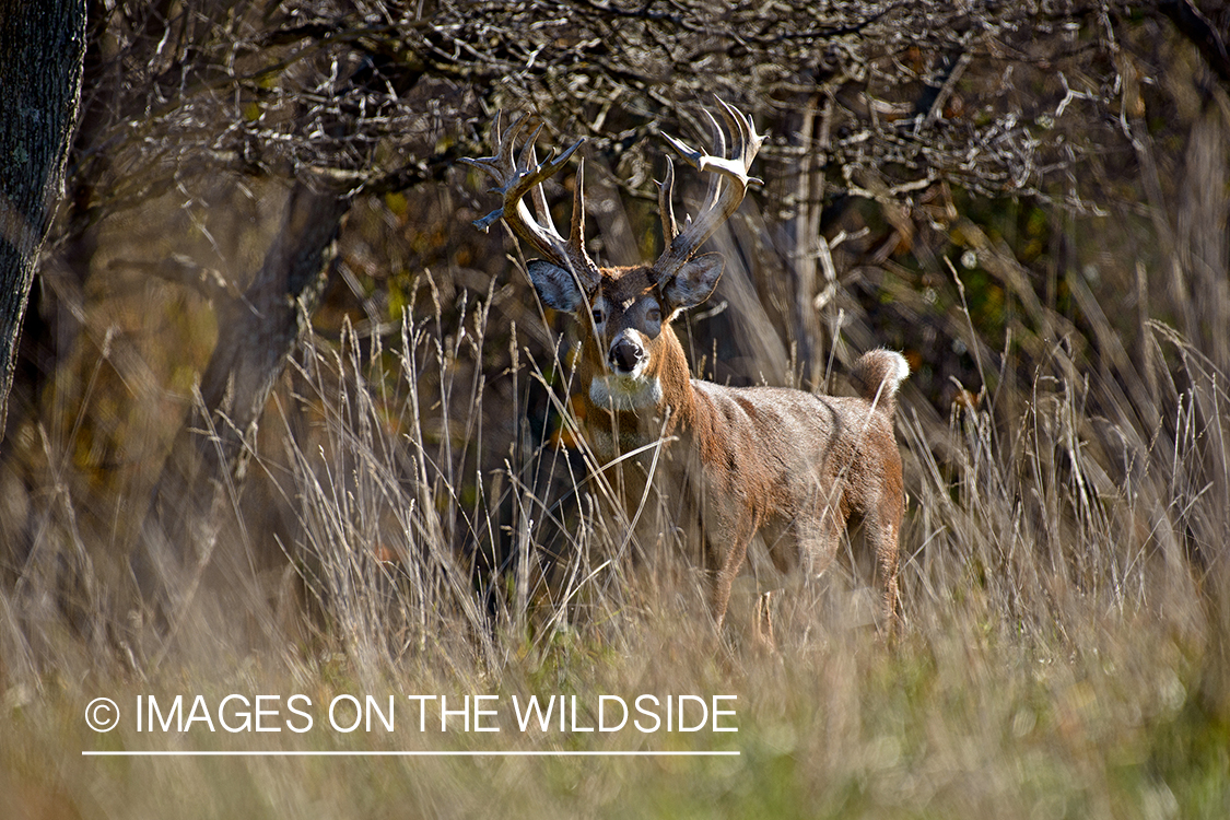 Whitetailed buck in habitat.