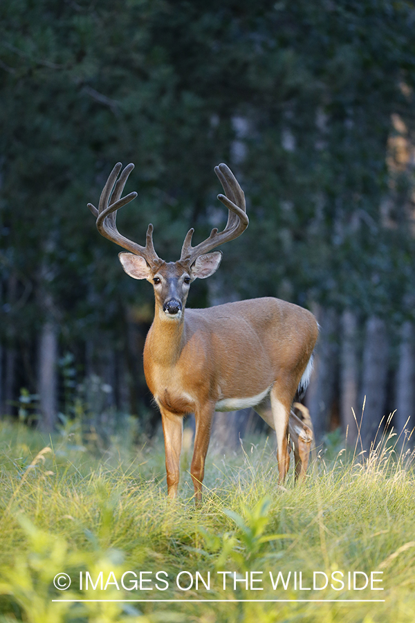 White-tailed buck in velvet.