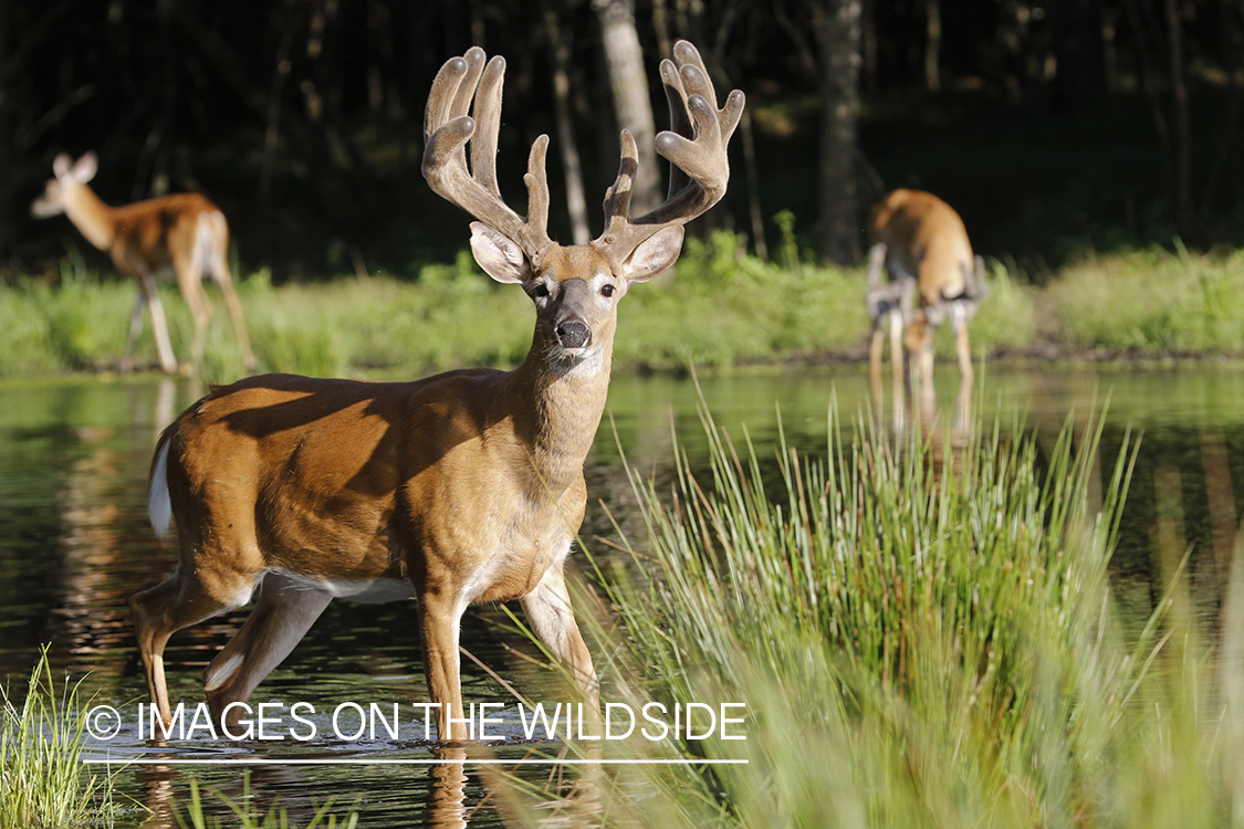 White-tailed deer in velvet next to water. 