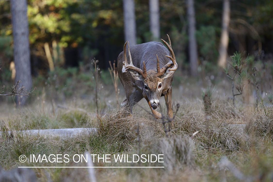 White-tailed buck in field.