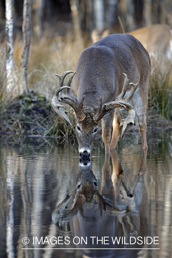 White-tailed buck drinking with reflection. 