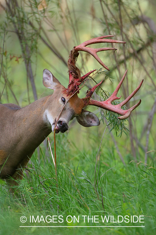 White-tailed buck in Velvet.