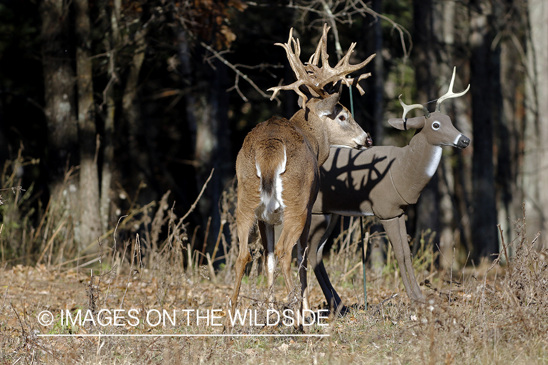 White-tailed buck confronting deer decoy.