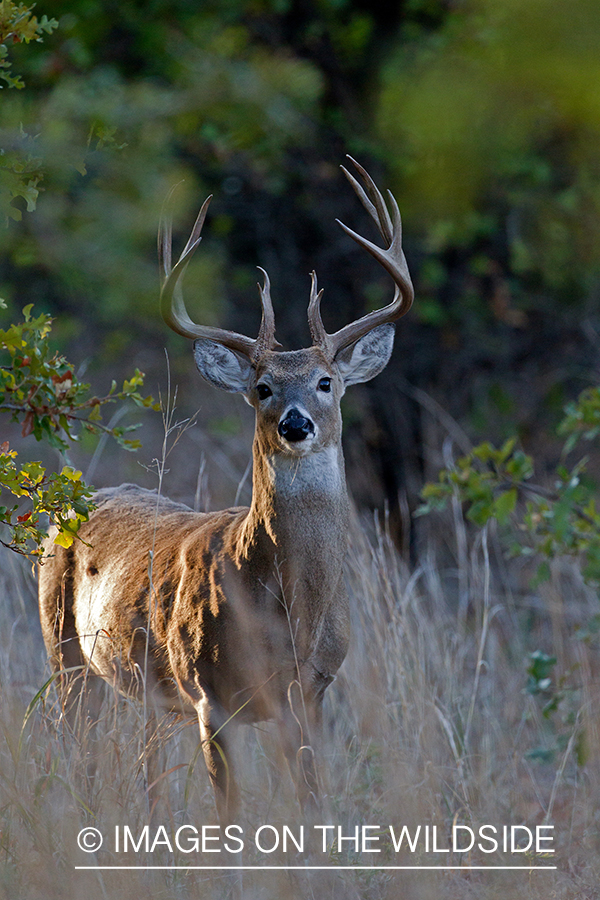 White-tailed buck in field.