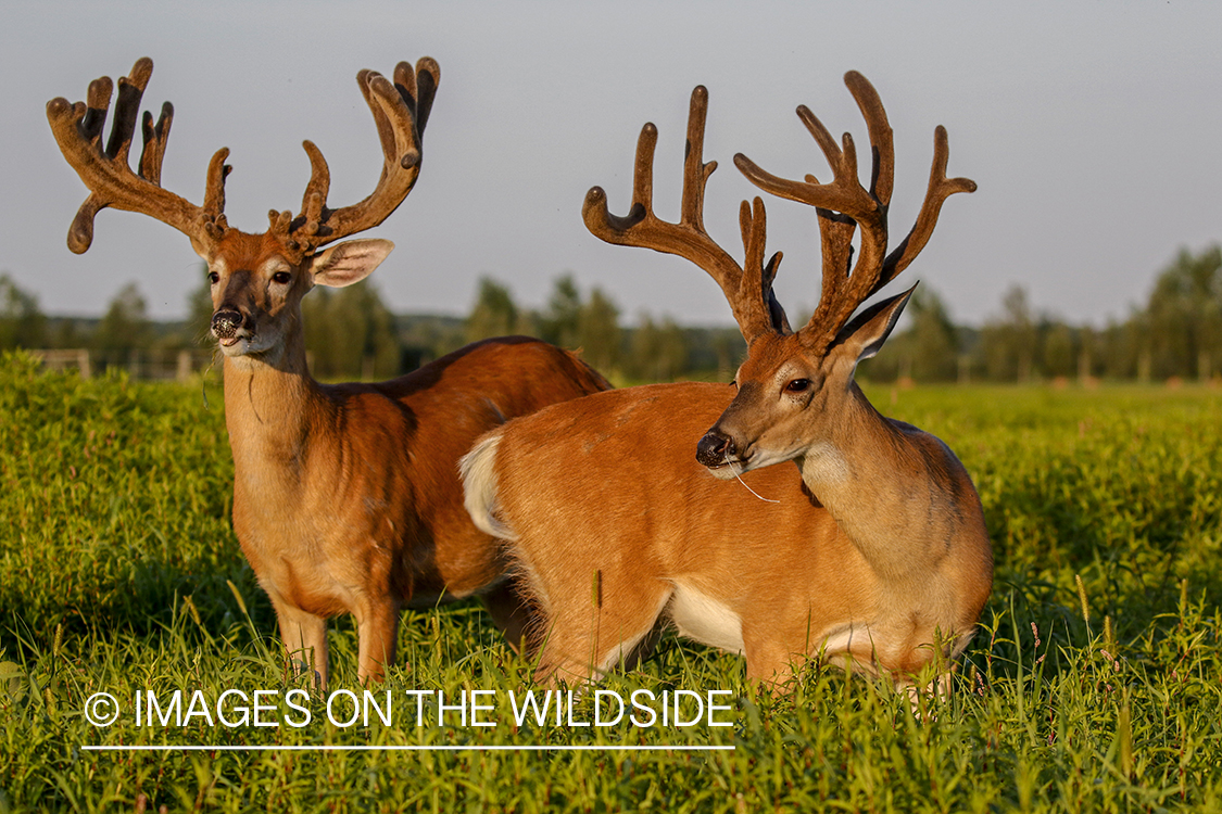 White-tailed bucks in Velvet.