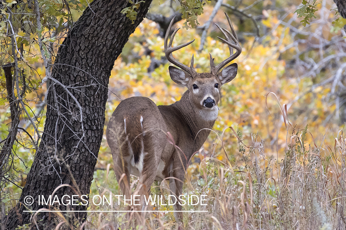 White-tailed buck in field.