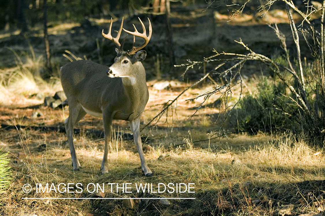 White-tailed deer in habitat